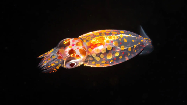 Squid, photographed at 5 metres in Cozumel, Mexico
